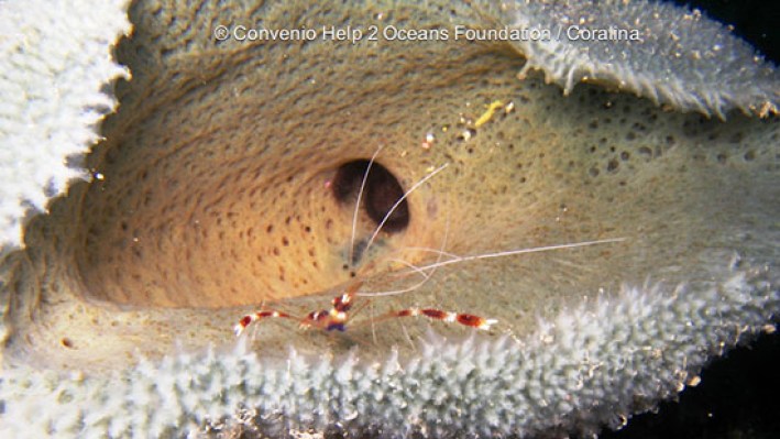 Shrimps (78)